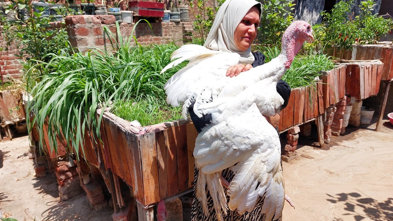 تربية الرومى الابيض كمشروع تجارى عيوبه ومميزاته من واقع خبره