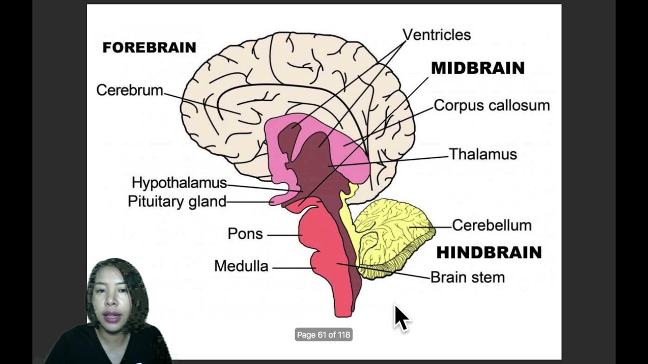 EP.5 ระบบประสาทส่วนกลาง: สมอง (brain)
