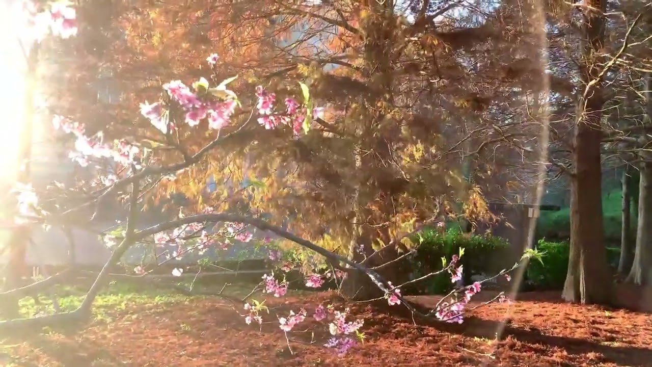 桃園龜山·長庚養生村｜落羽松湖畔公園景觀，搭配著水池造景以及木棧道，浪漫迷人；養生村的櫻花園，河津櫻也開始綻放，與落羽松同框…