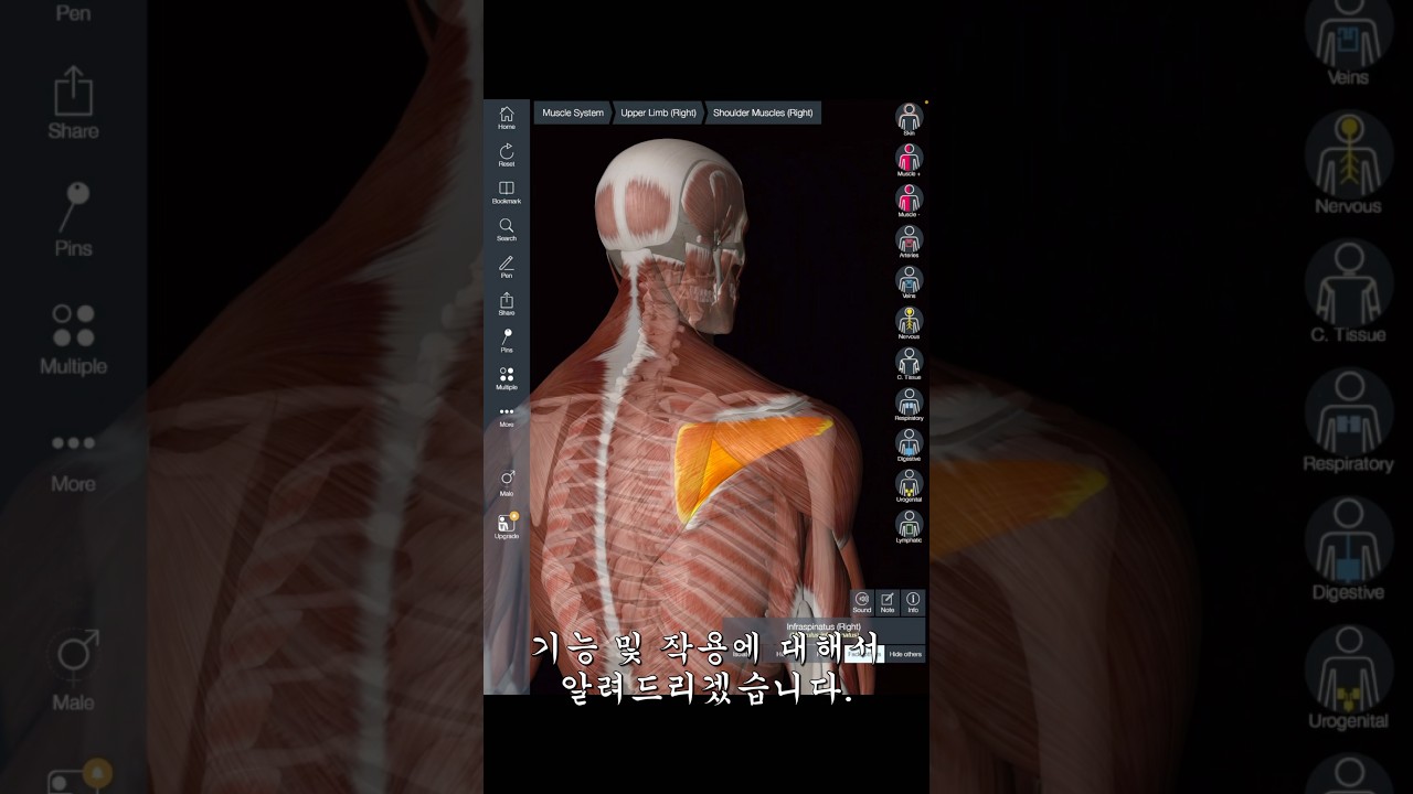 #극하근 #어깨통증 #손에힘빠짐 #견갑상신경 #운동 #스트레칭 #재활운동 #근육공부 #근육 #근육해부학 #회전근개 #어깨운동 #어깨