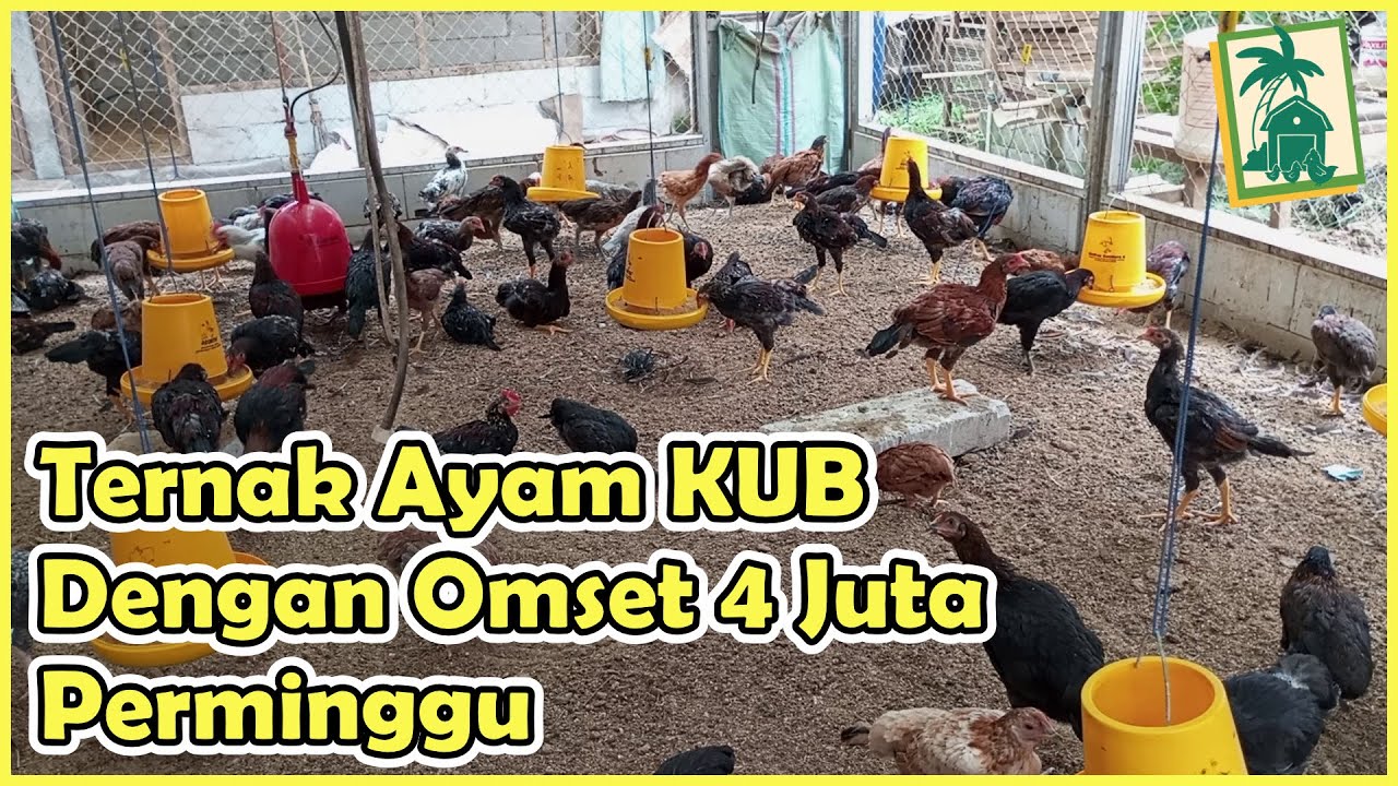 Ternak Ayam KUB Penghasilan Tiap Minggu, Omset 4 juta Perminggu
