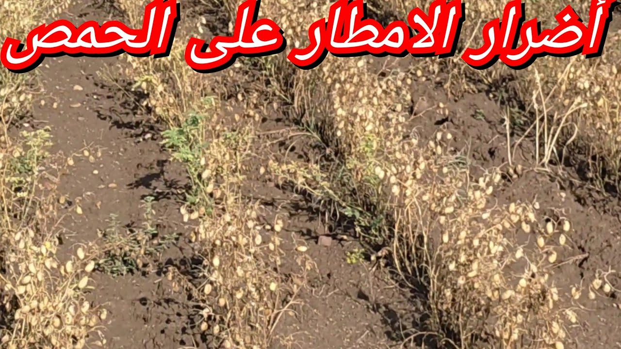 أضرار كبيرة التي سببتها الأمطار الأخيرة على الحمص في سيدي قاسم