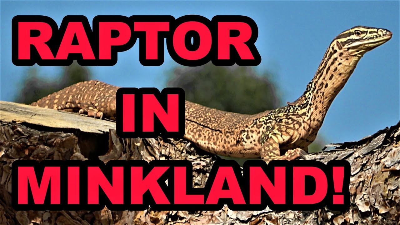 Raptor: FAST as Lightning!