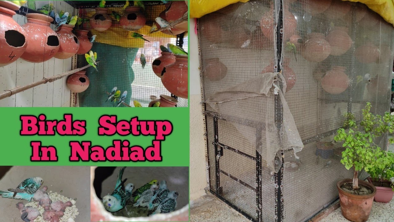 दिल खुश कर देने वाला बजरी तोतो का सेटप || Budgies Breeding Setup Nadiad, Gujarat || Naeem Bhai Setup