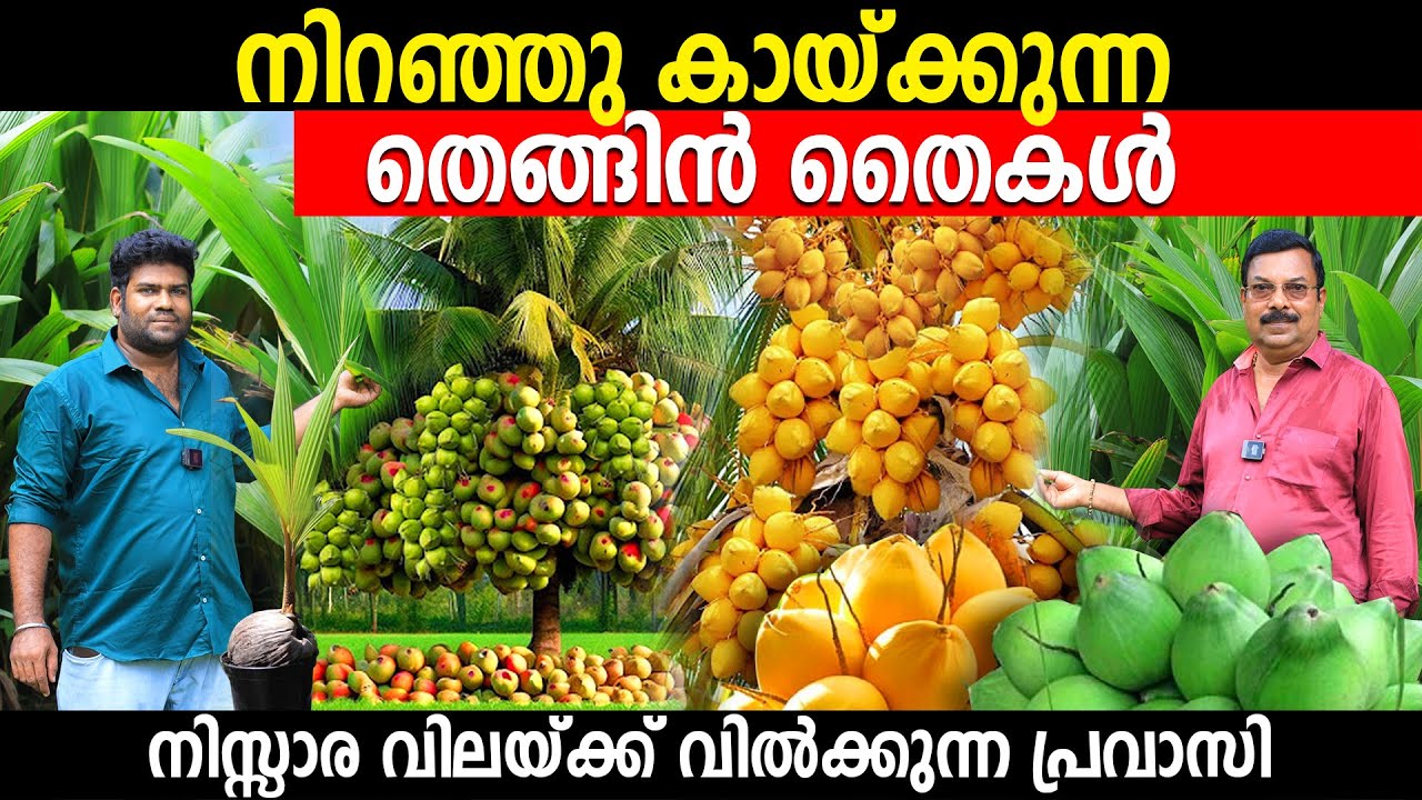 നിറഞ്ഞു കായ്ക്കുന്ന തെങ്ങിൻ തൈകൾ നിസ്സാരവിലയ്ക്ക് വിൽക്കുന്ന പ്രവാസി|hybrid coconut varieties kerala