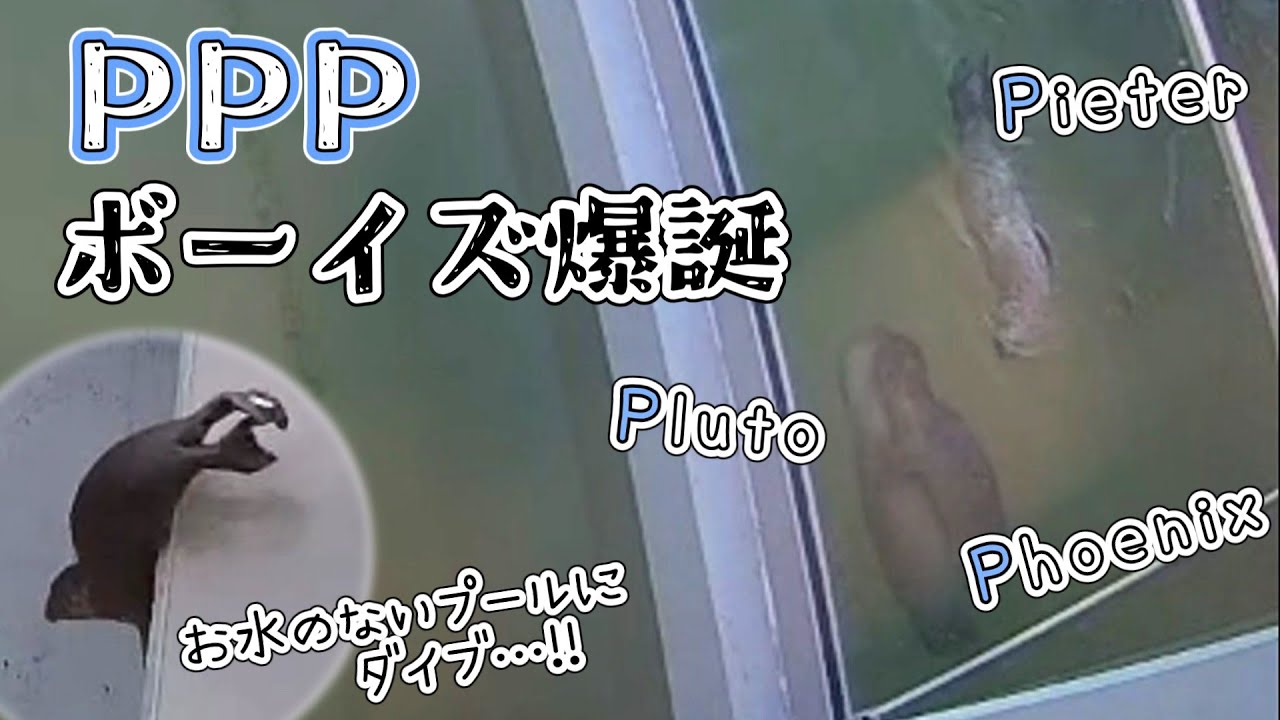 ちっちゃいこ3人組 可愛すぎるPPPボーイズ爆誕！【アザラシ幼稚園】