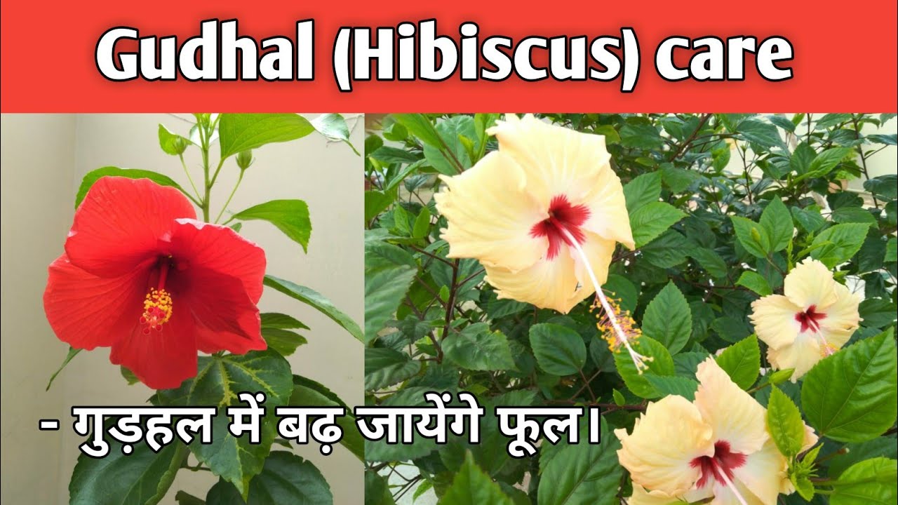 गमले में हेल्दी गुड़हल , और देख भाल कैसे करे ?