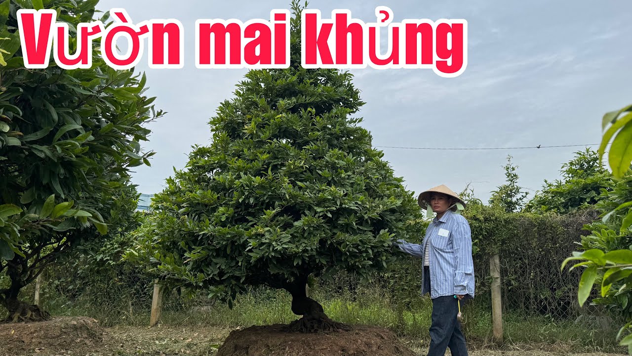 16/11/.mai vàng chơi Tết. ☎️ 0938852666 👉 ( gặp chị tuyền) bon sai chuẩn. Cây già mùa 