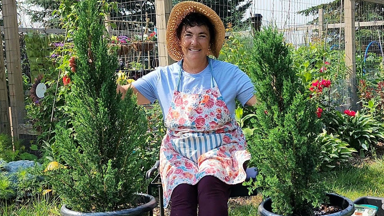 🌲How to Plant Juniper in Containers #garden #gardening #containergardening #zone4 #zone4gardening