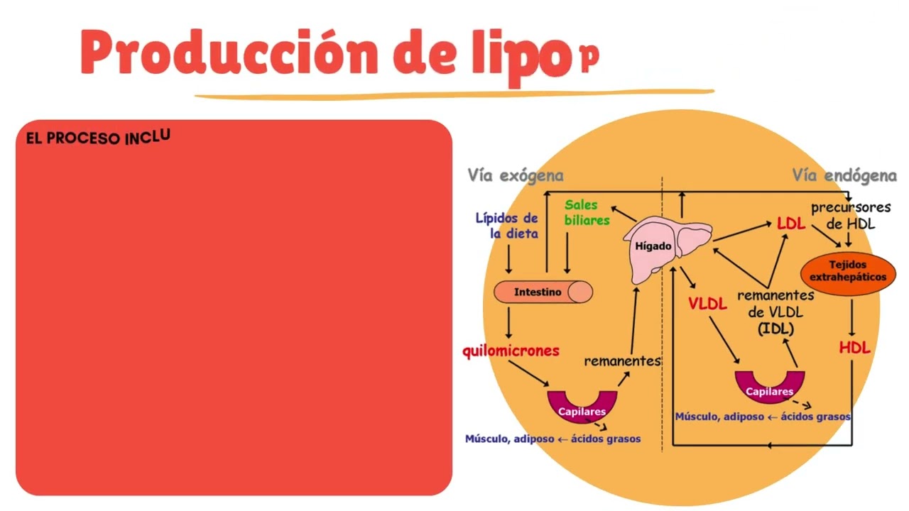 Regulación metabólica de lípidos en el hígado