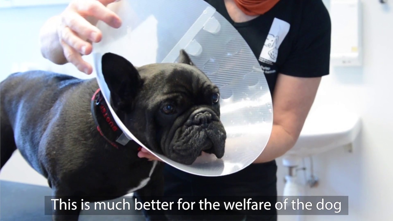 BUSTER Dog Collar for Brachycephalic Dogs