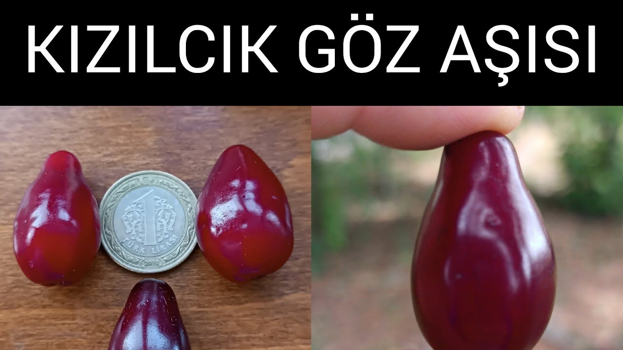 KIZILCIĞA İKİ FARKLI GÖZ AŞISI