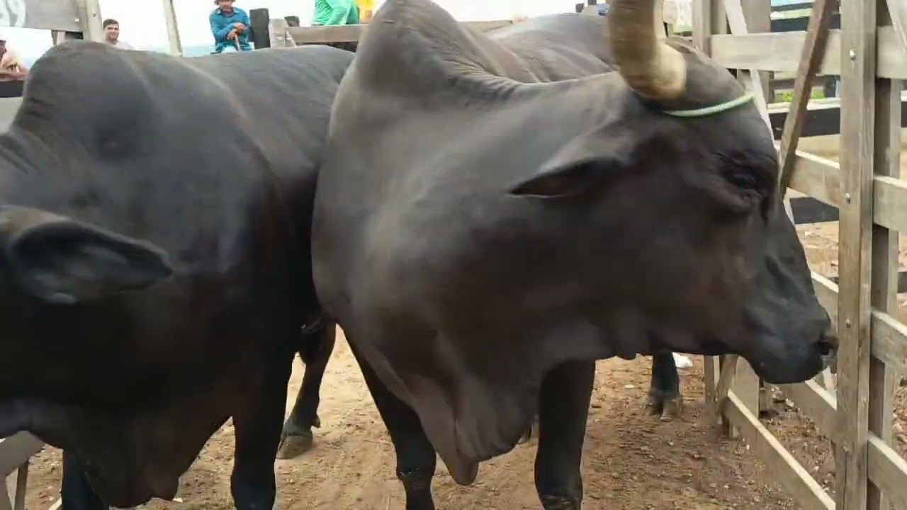 Desembarque de animais de Tabira-PE (17/02/26) Parte 2