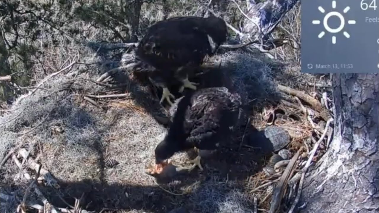 Small eaglet steal fish from Big eaglet | Kisatchie National Forest E-1 | Mar 13, 26