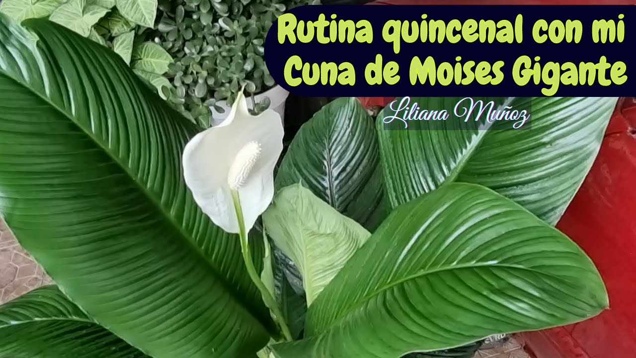 RUTINA QUINCENAL que tengo con mi CUNA DE MOISES GIGANTE / Liliana Muñoz