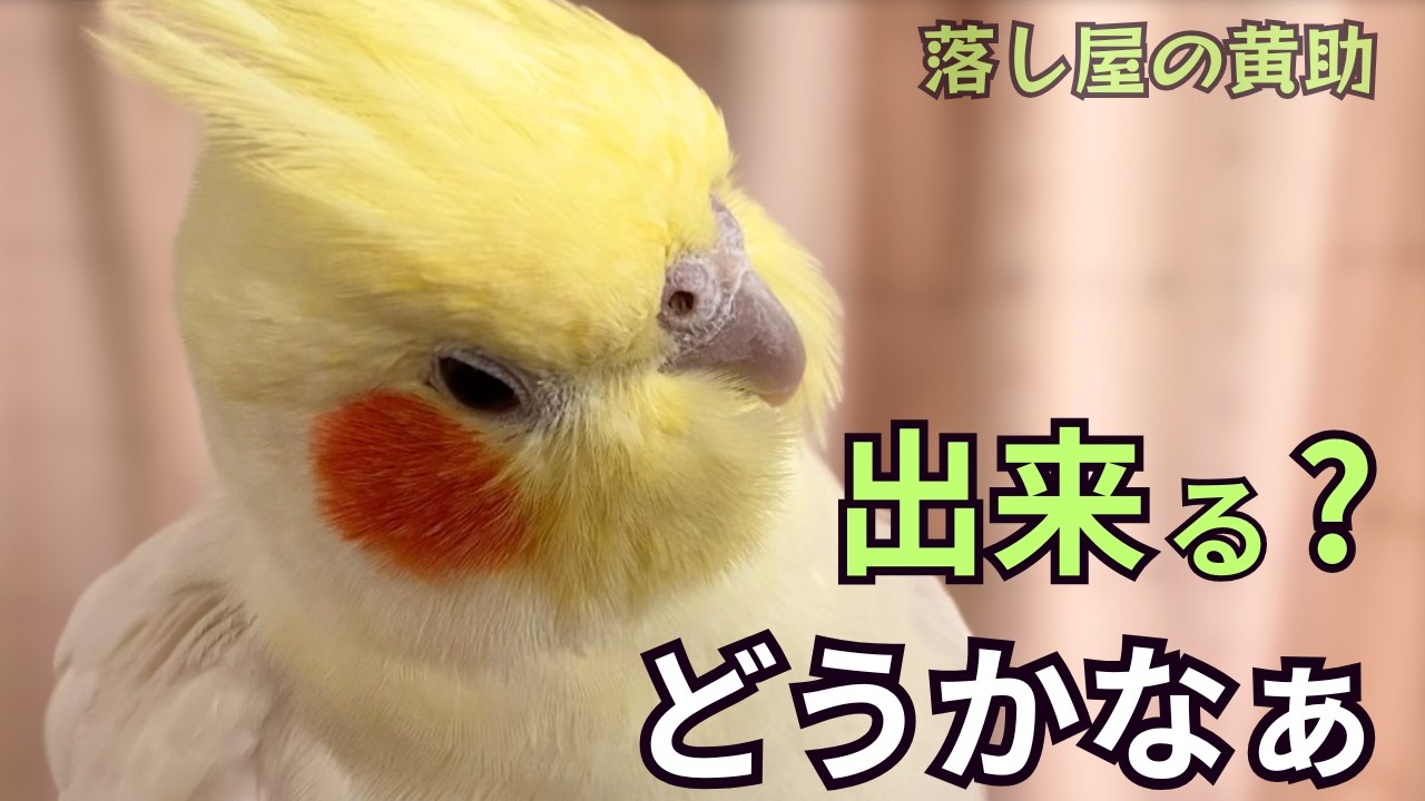 難易度やや高めの Lv.3だが…#オカメインコ #cockatiel #鳥のいる生活