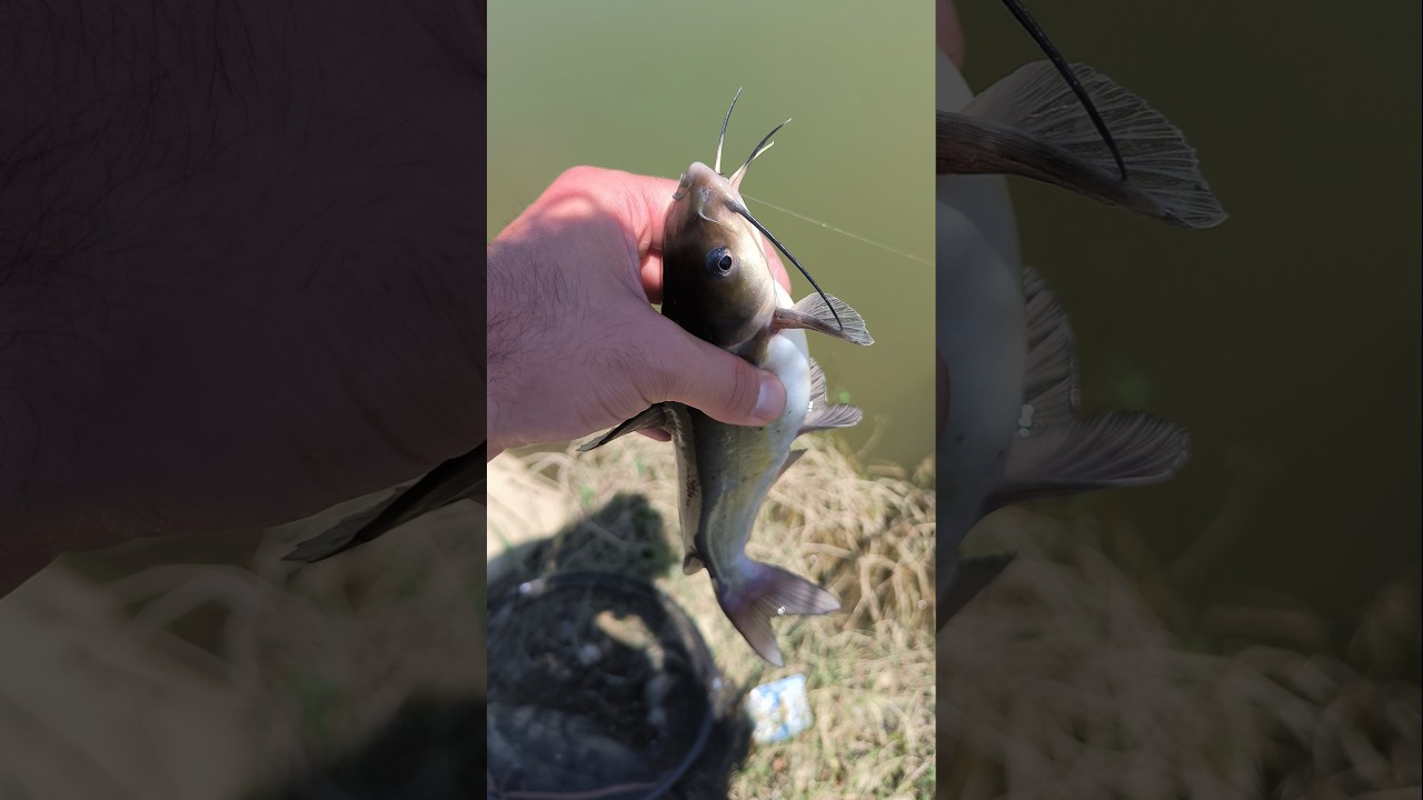 Come slamare un pesce gatto?🎣#tutorial #pescare #pesca #fishing #catfish #fishingvideo #fishon