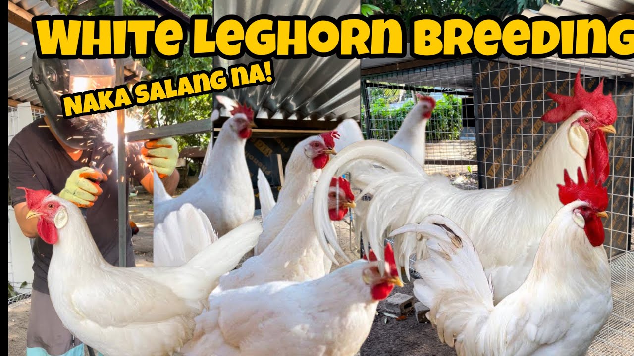 Elevated Breeding ng mga White Leghorn simula ng breeding 
