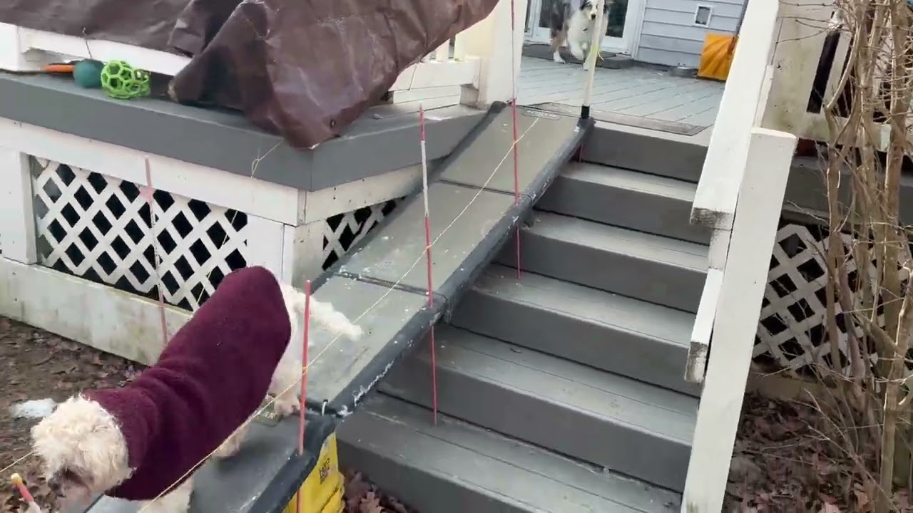 Ollie & Toby on a frigid day Part 1