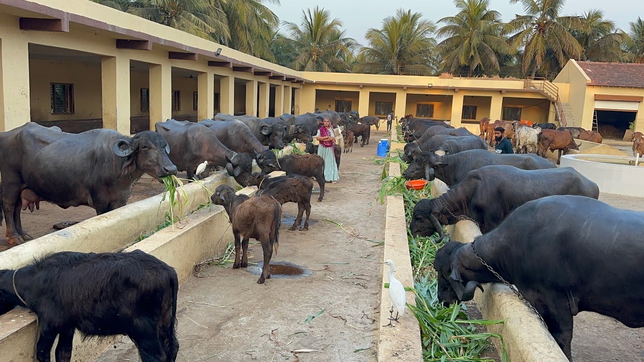 1 करोड रुपए का फॉर्म का सेड बनाया 50 टॉप जाफराबादी नस्ल की भैंस है