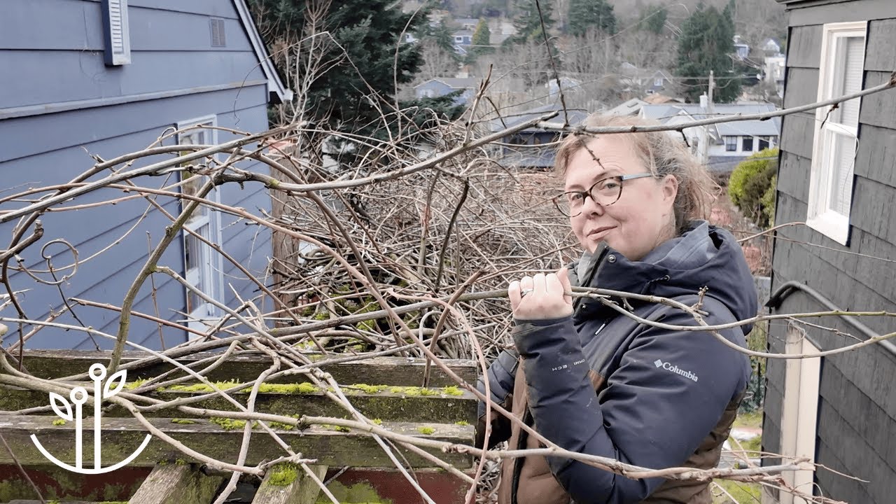 Winter Wisteria Pruning | Easy Tips for a Gorgeous Bloom!