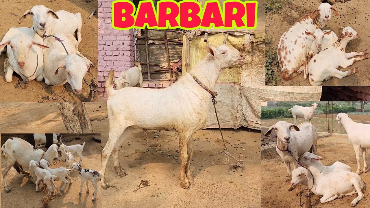 Mathura Ke Mahavan Gaon Main Paigai Nayi Nasal Barbare Ki | Mahavan Ki Barbari.