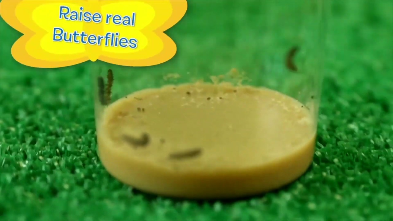 Hot Summer Trends - Insect Lore Butterfly Farm with Live Cup of Caterpillars