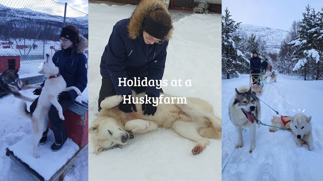HUSKYFARM VLOG: husky sled, feeding and cuddling huskies