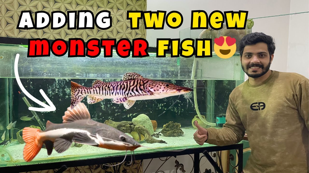 Adding Red Tail ,Shovelnose Catfish & frontosa to My Monster Tank ✨ Big upgrade!