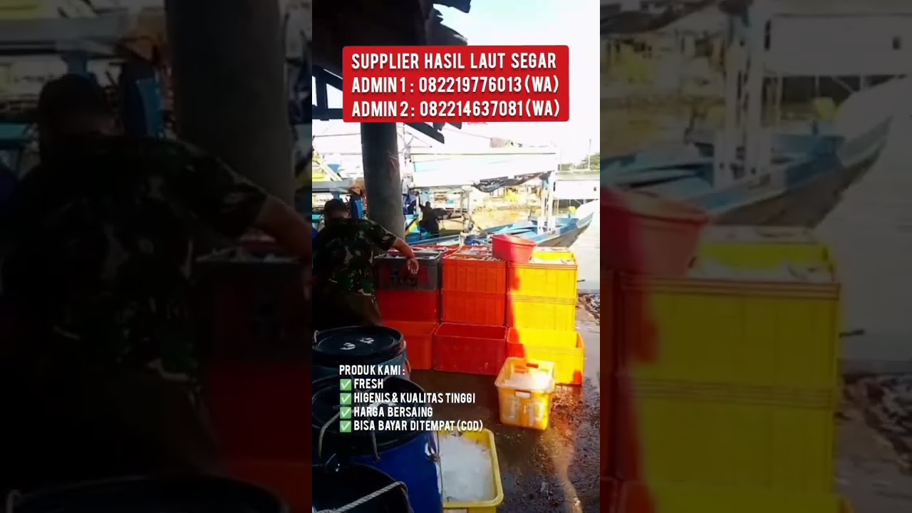 Supplier Hasil Laut Tangan Pertama | Seafood | Ikan Laut | Aneka Hasil Laut | 082219776013