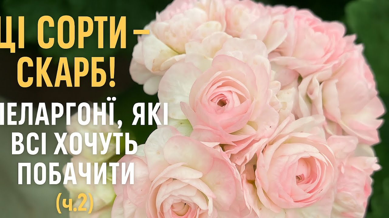 #137.Ці сорти — скарб! Пеларгонії, які всі хочуть побачити (ч.2).