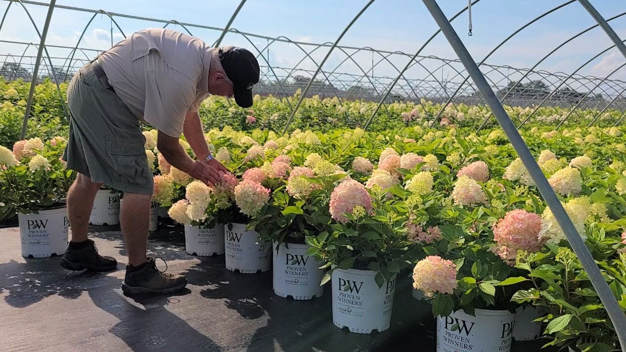 Hydrangea Fire Light Tidbit® (Panicle Hydrangea) // Gorgeous, Hardy & Petite, Easy to Grow Shrub