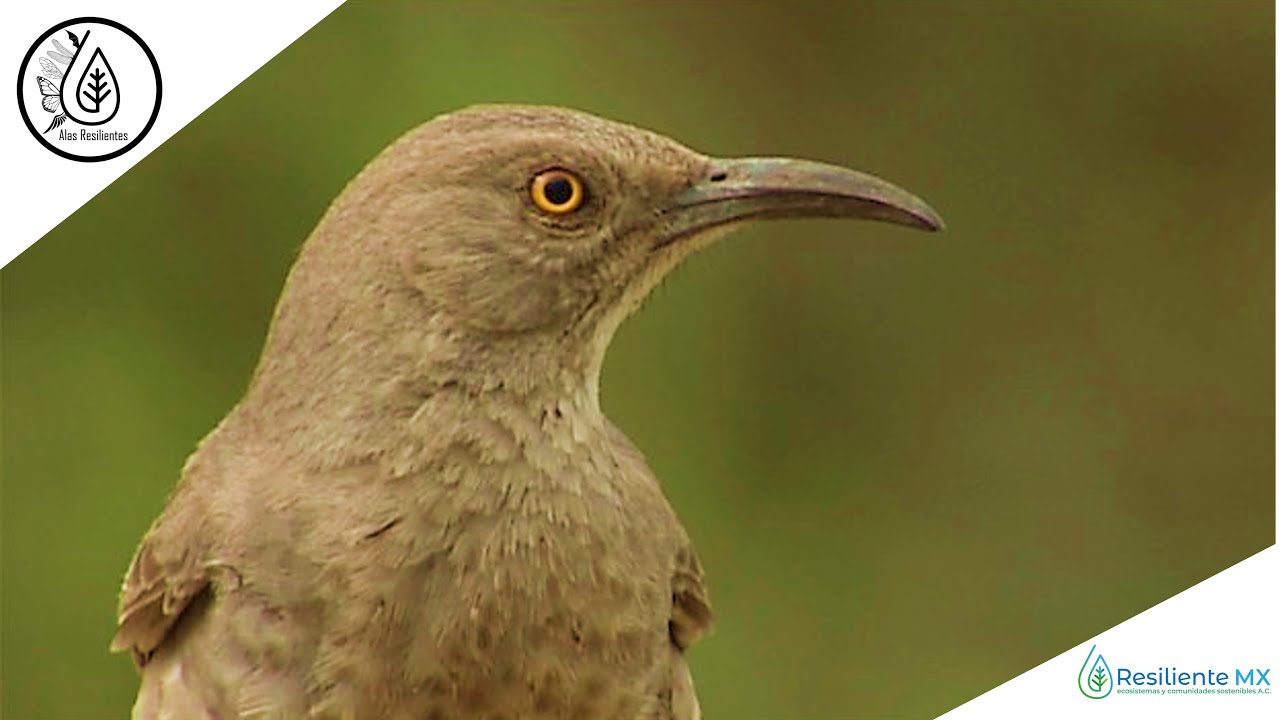 VOZ y CANTO Cuicacoche Pico Curvo (Toxostoma curvirostre) Curve-billed Thrasher 
