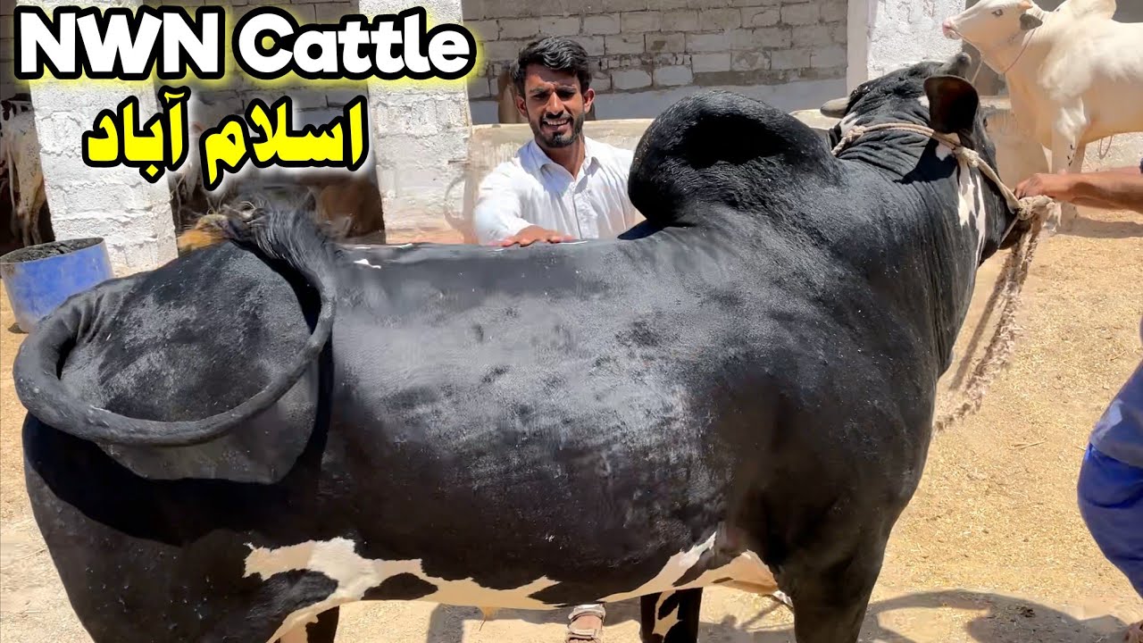 NWN Cattle Farm Islamabad | Fateh Jangi Bulls | Qurbani eid Bakra mandi 2024 - Cow Livestock