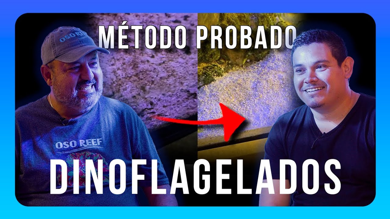 Cómo erradicar los DINOFLAGELADOS | OSO REEF Podcast