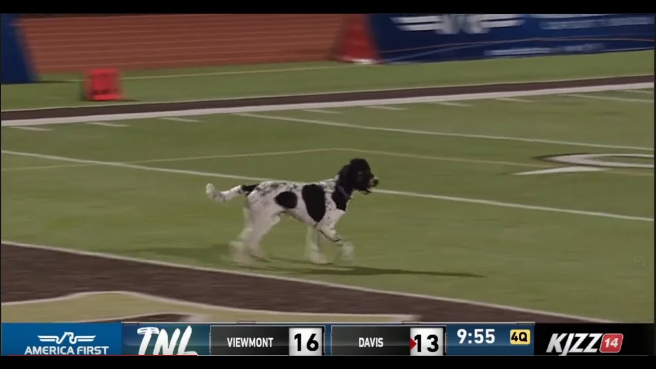 Davis High School Football Game Interrupted by Rogue Dog Pooping