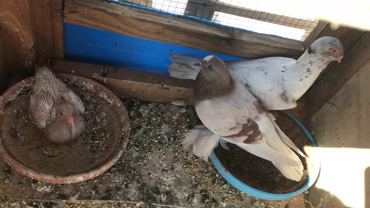 انتاج تهجين التركي على القرقاطي 😍 2