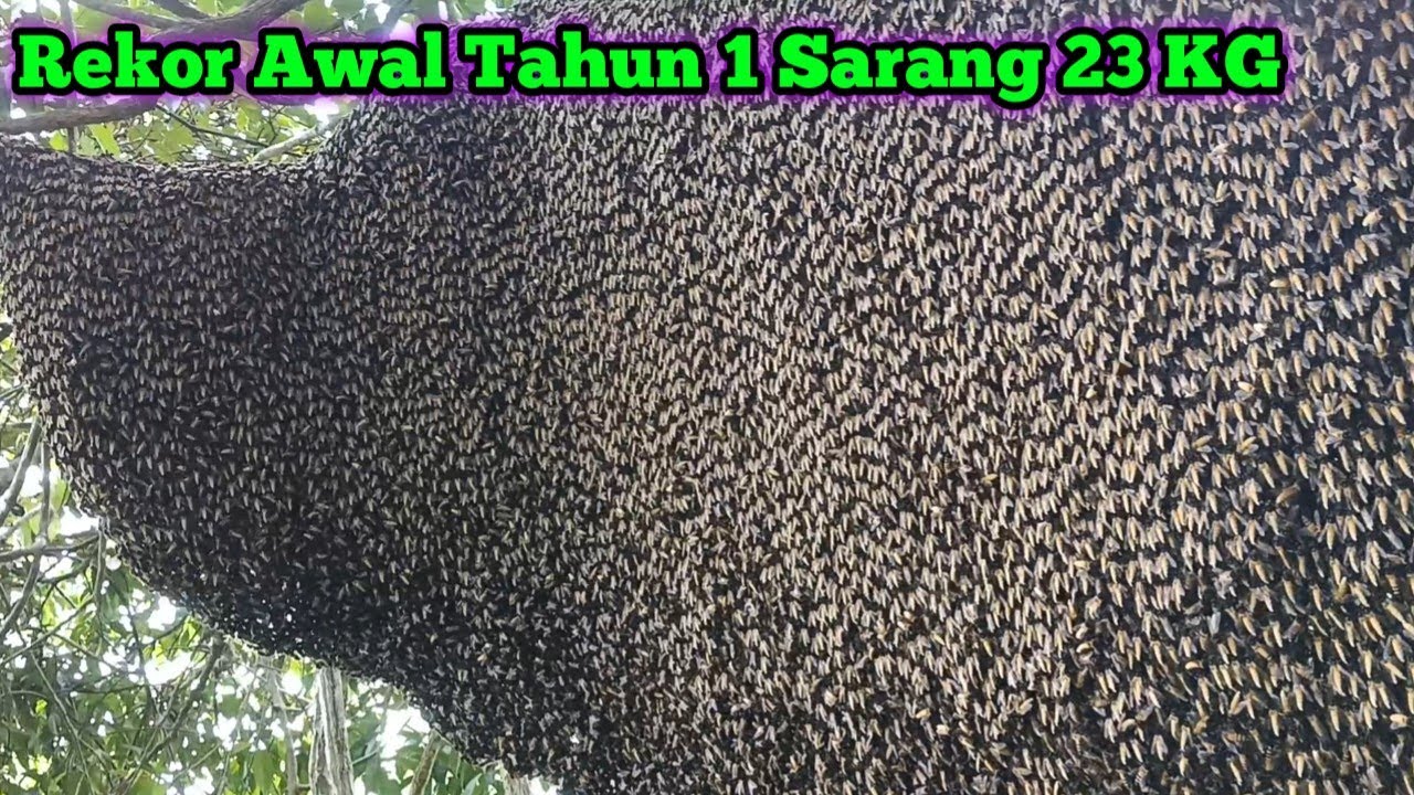 Rekor 2026 1 Sarang Madunya Tembus 23KG    #bee#honey#panenmaduhutan#lebah#hutan#alam#extreme#viral 