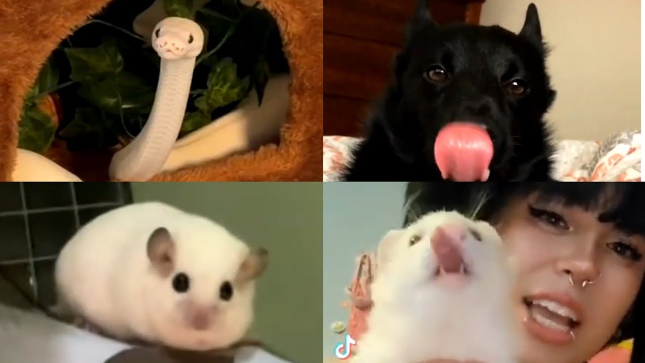 Cute and funny animals 🩷🐶 | My tiktok likes 