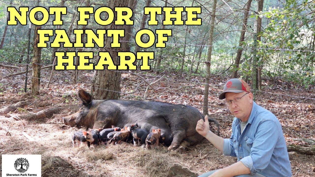 The DARK Side Of Farming - The Bad and Ugly Of Farrowing On Pasture