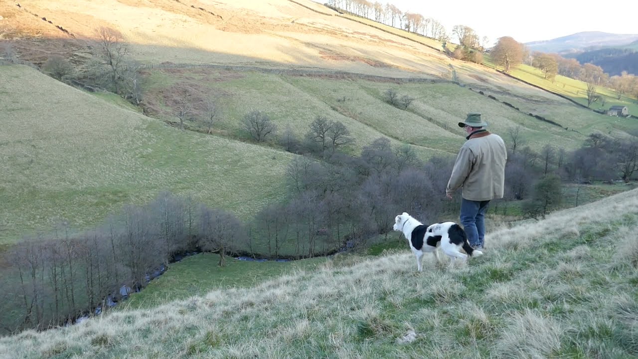 Snow - New Zealand Heading Dog for Skipton