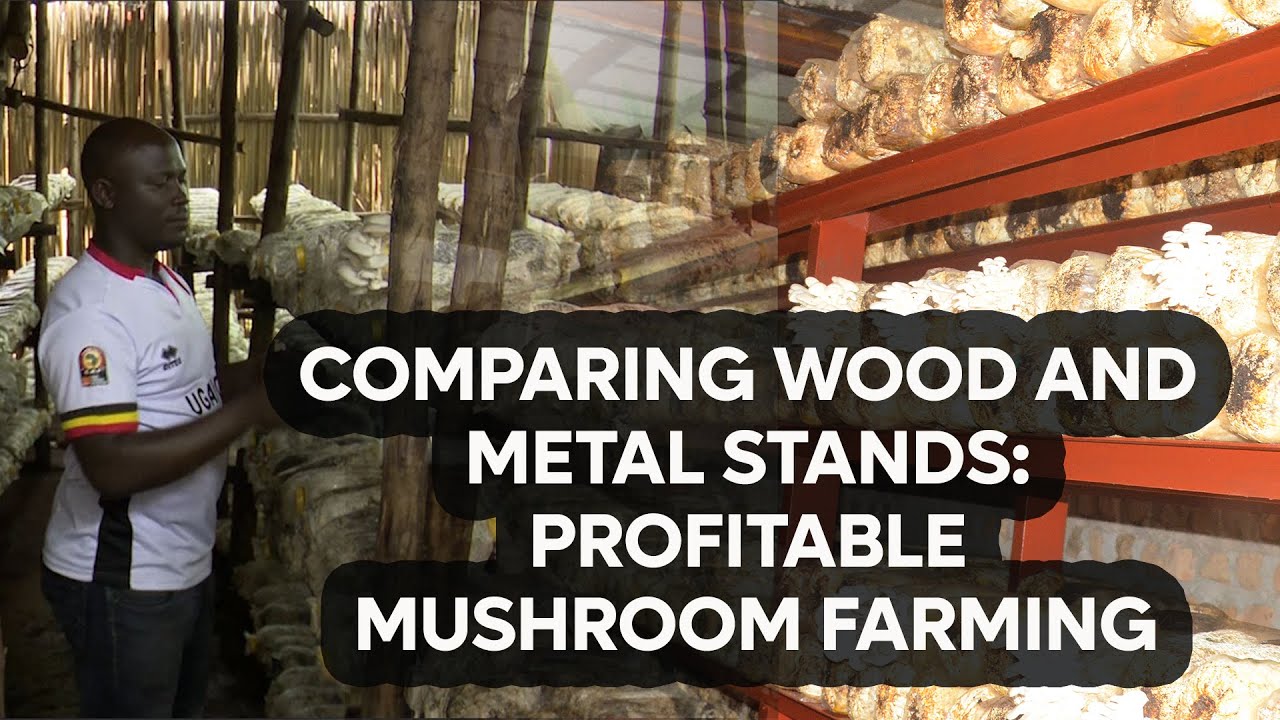 COMPARING WOOD AND METAL STANDS IN PROFITABLE MUSHROOM FARMING #mushroomfarming #agriculture #video