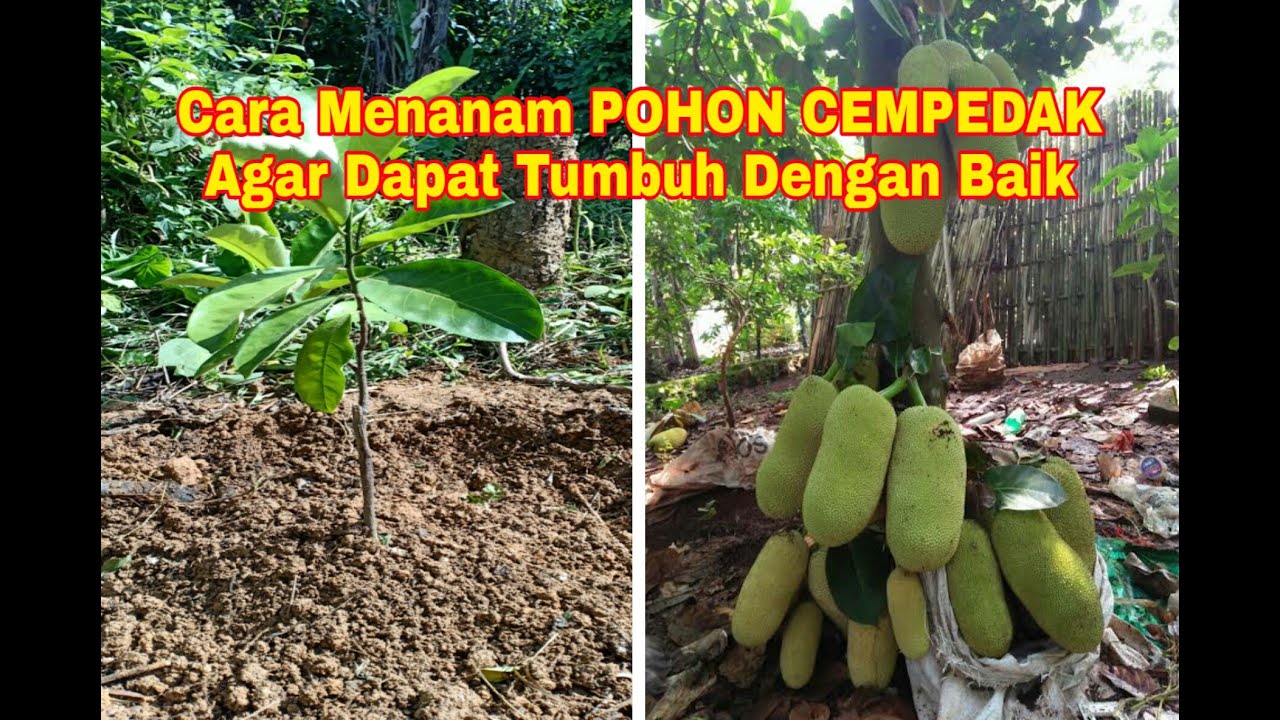 Cara Menanam POHON CEMPEDAK Agar Dapat Tumbuh Dengan Baik
