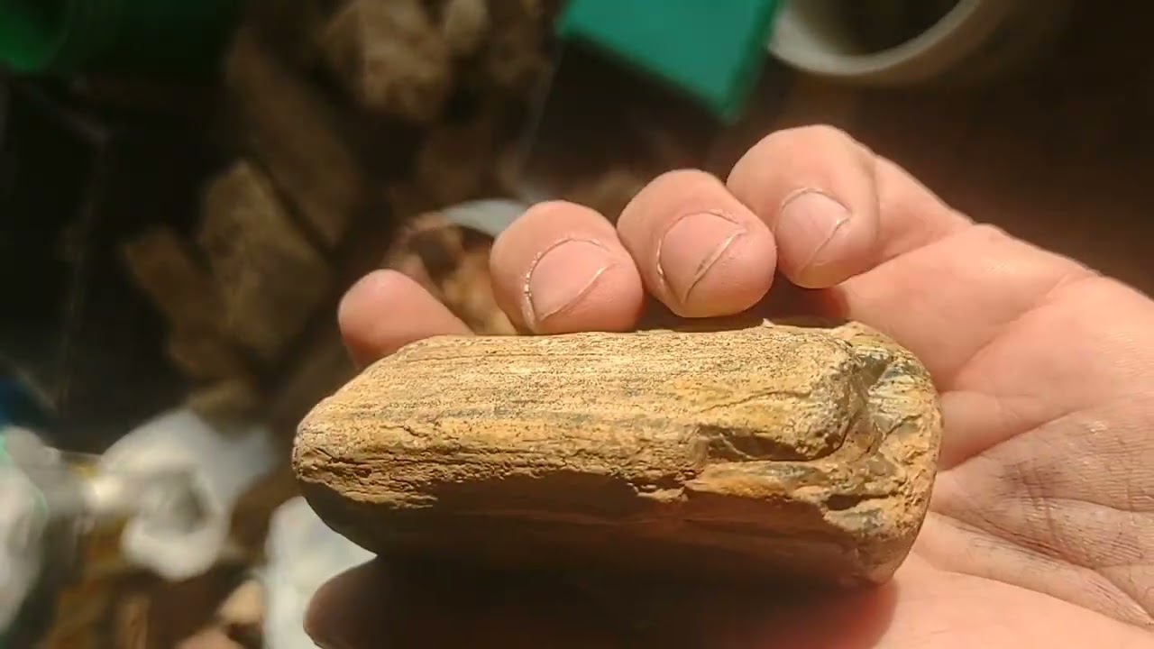 [Re-Upload] Amarillo Petrified Wood #willettcreekagate