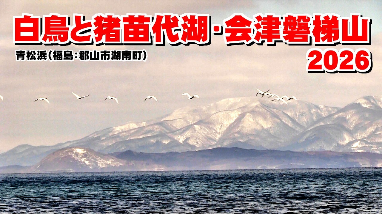 青松浜の白鳥と猪苗代湖・会津磐梯山 2026 福島：郡山市湖南町福良