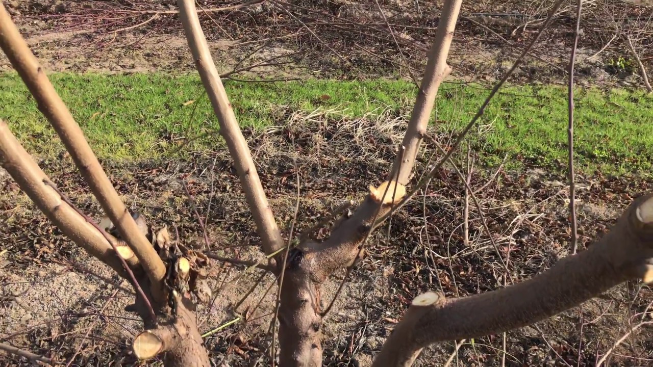 Pruning of Peach Orchard Trees in California (in Punjabi)