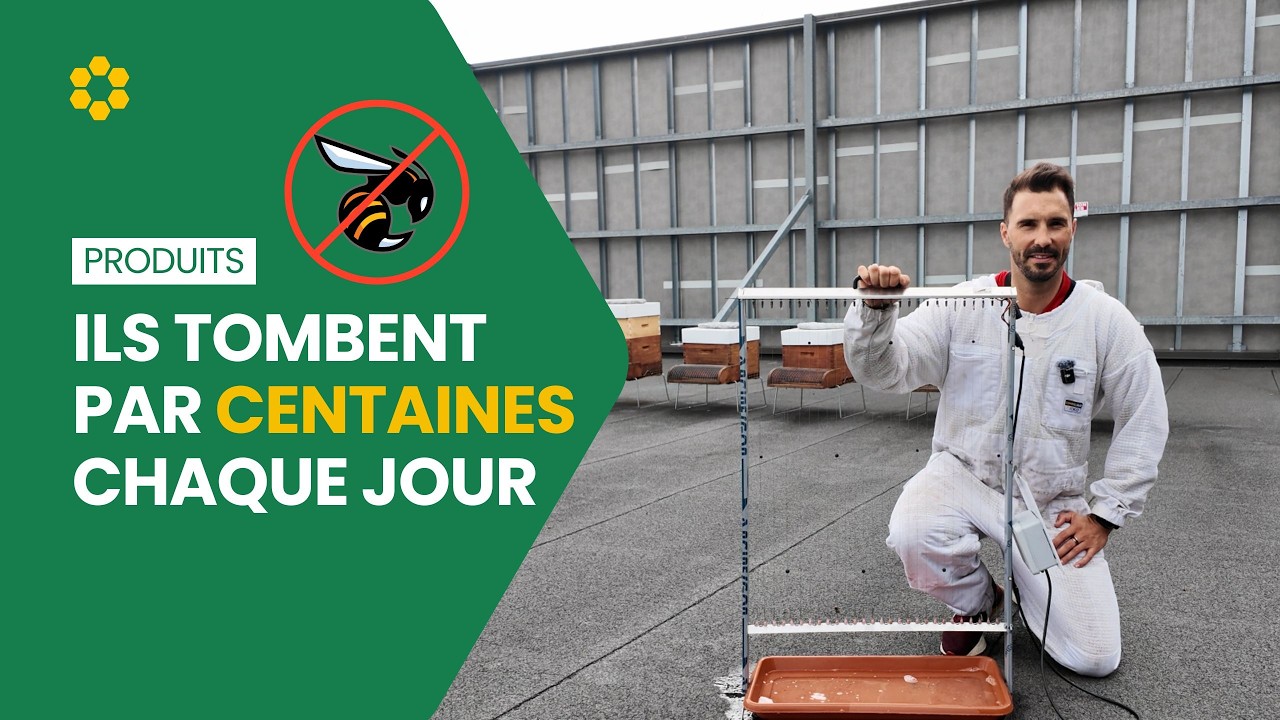 La harpe &eacute;lectrique qui foudroie des centaines de frelons asiatiques par jour ! 😮⚡ #frelonasiatique
