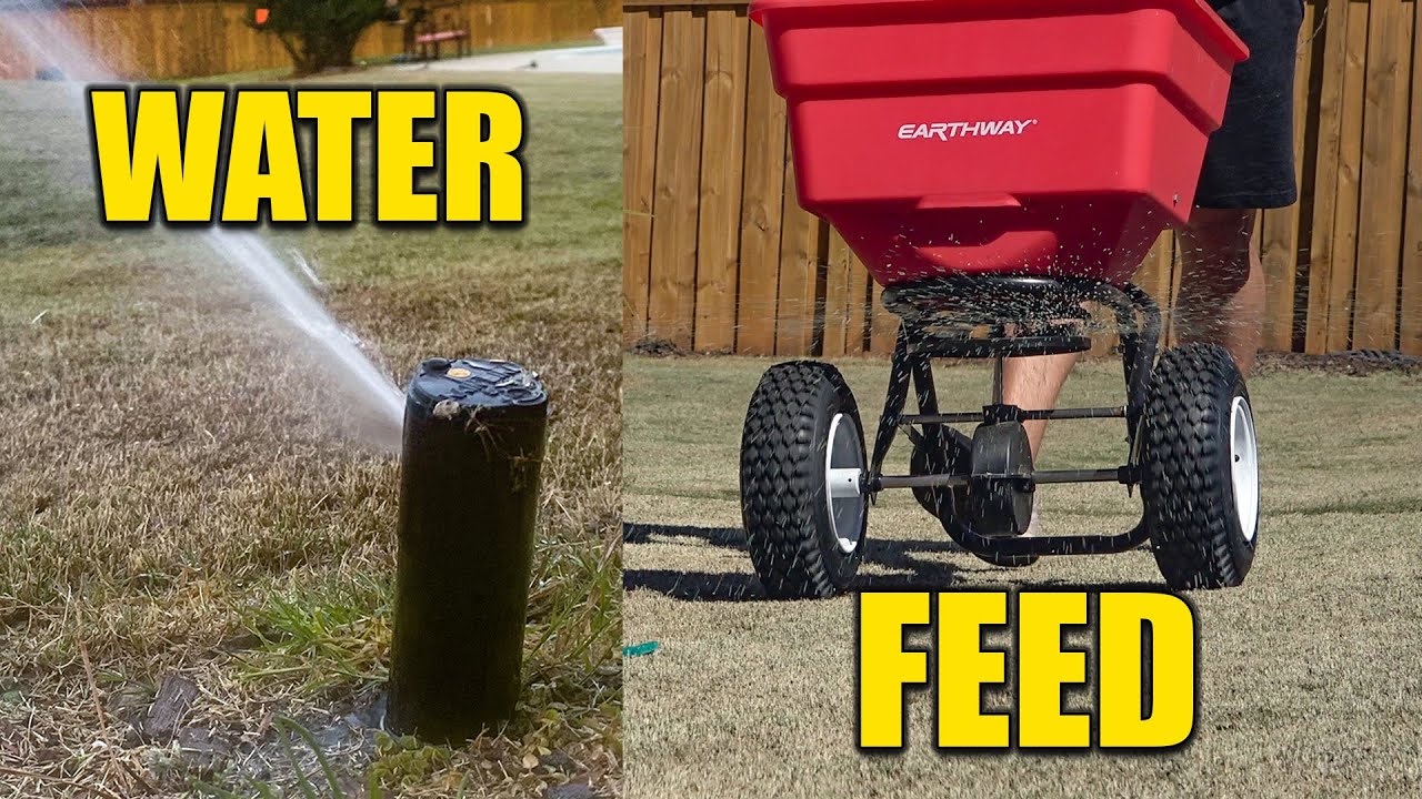 First Lawn Feeding and Watering Bermuda Grass
