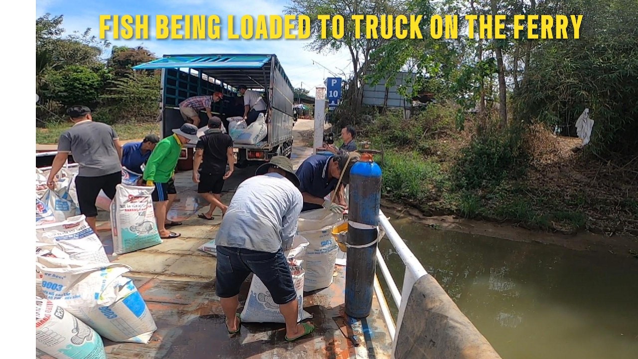 Fish being loaded to a truck from a ferry boat in Dong Nai, Vietnam.