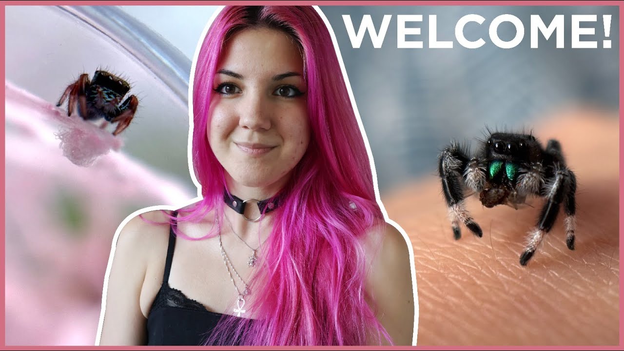 💓Welcome To Salticidae Magick!🕷️
